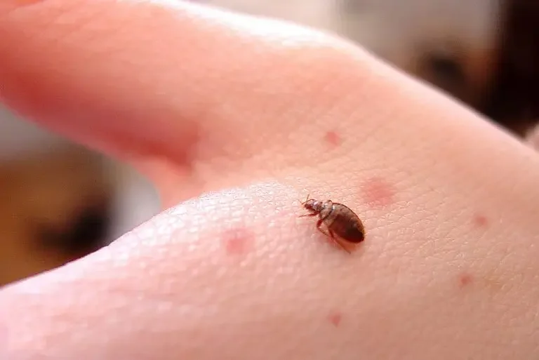 Tahta Kurusu İlaçlama Sonrası Temizlik Nasıl Yapılır?